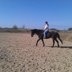 Standardbred En Bukse Frøkjær 