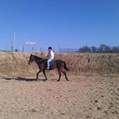 Standardbred En Bukse Frøkjær 