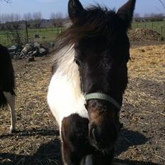 Anden særlig race Halkærhus My Loveland "My"