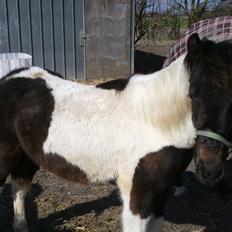 Anden særlig race Halkærhus My Loveland "My"