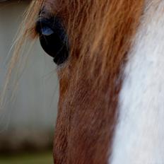 DSP Pyrrhula [Himmelhest]