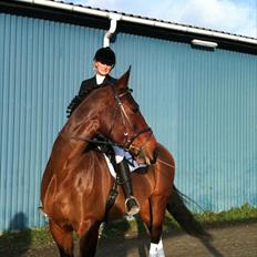 Oldenborg Højgaards Tippy