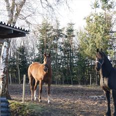 Frieser Tsjitse F Hyllested Østergaard