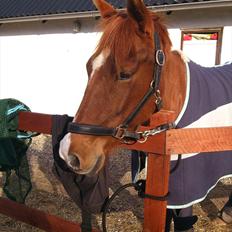 Anden særlig race Lindholms Line<3 RIP:'(:'(<3<3