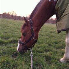 Anden særlig race Pretty<'3 - SOLGT