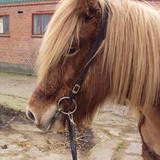 Islænder Ljomi fra Wennersminde