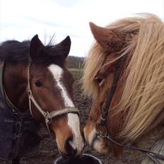 Islænder Ljomi fra Wennersminde