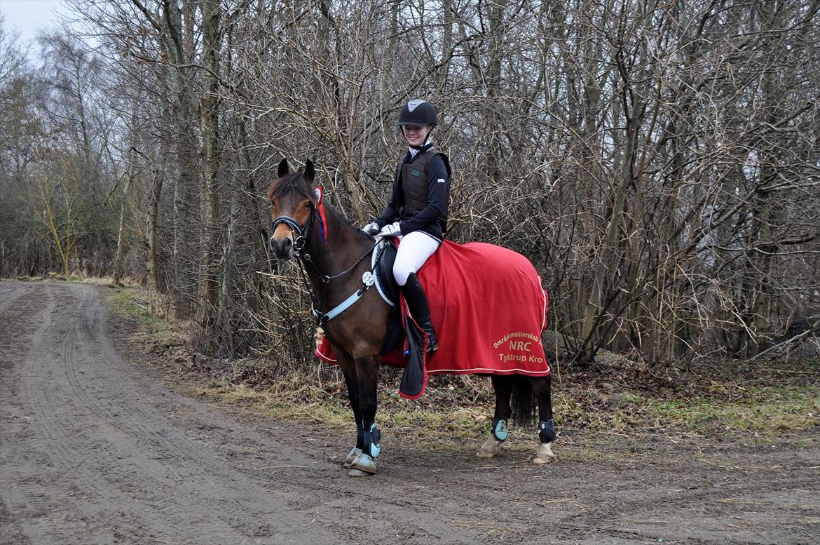 New Forest Max - Stjerneponyen efter 2*nul runder i LB** & ULB*! 
Første Distrikt stævne♥ billede 6