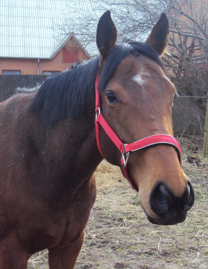 Fuldblod (XX) Indian Amy - Første morgen på marken billede 4