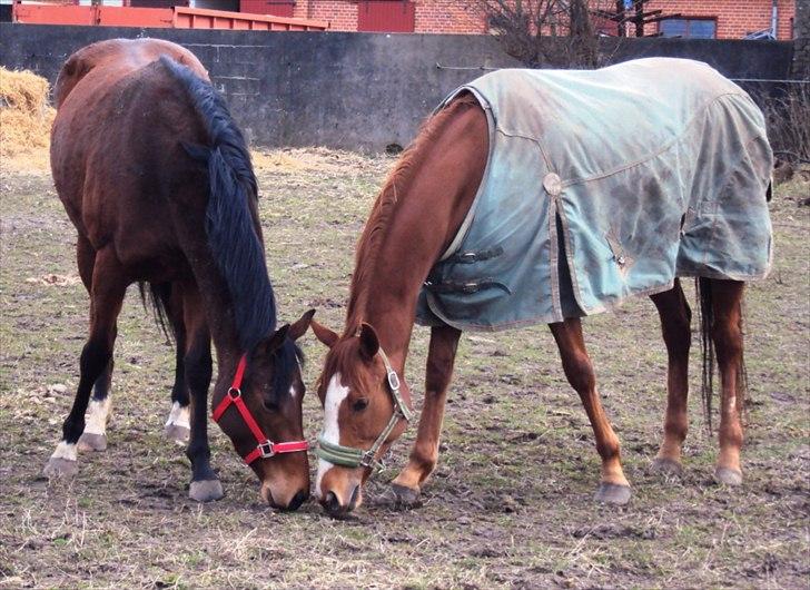 Fuldblod (XX) Indian Amy - Indi og Rose blev venner med det samme billede 5