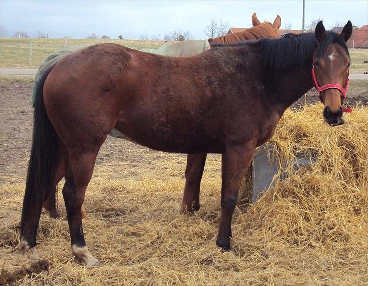 Fuldblod (XX) Indian Amy - Første morgen på marken billede 6