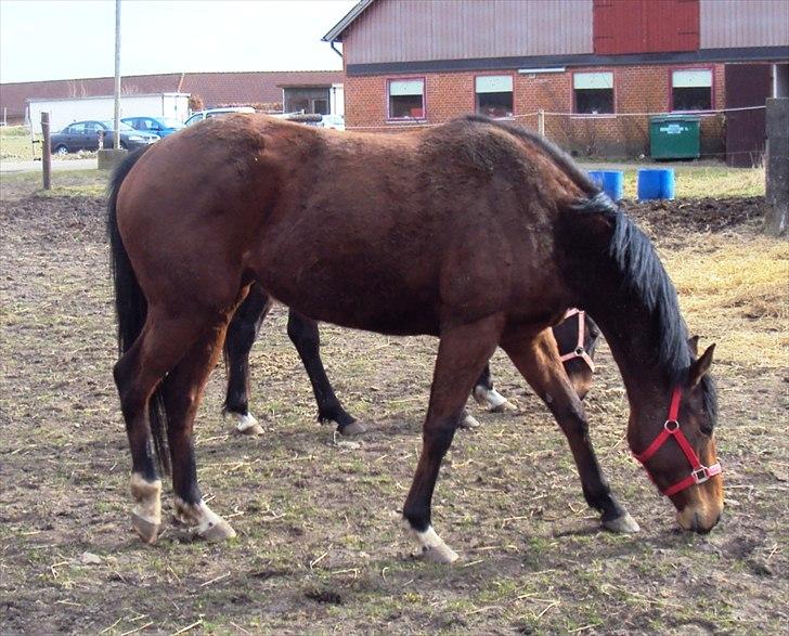 Fuldblod (XX) Indian Amy - Smukke Indi billede 7