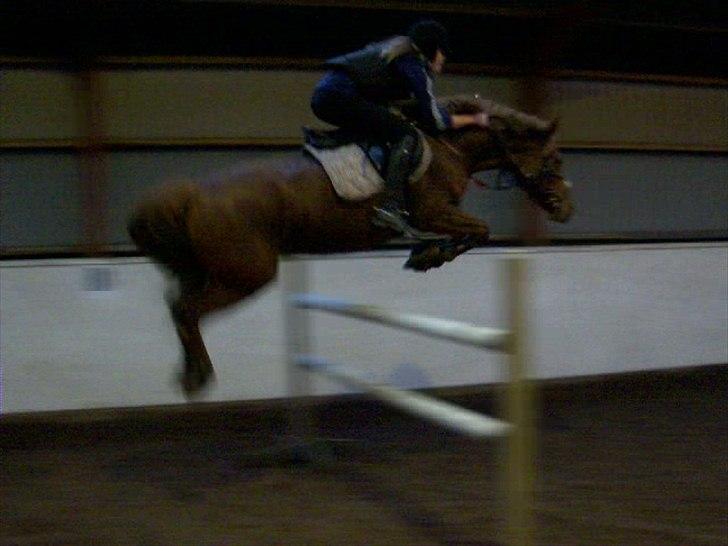 Tysk Sportspony Roxane (SOLGT) - ♥Springtræning 130cm♥ billede 6