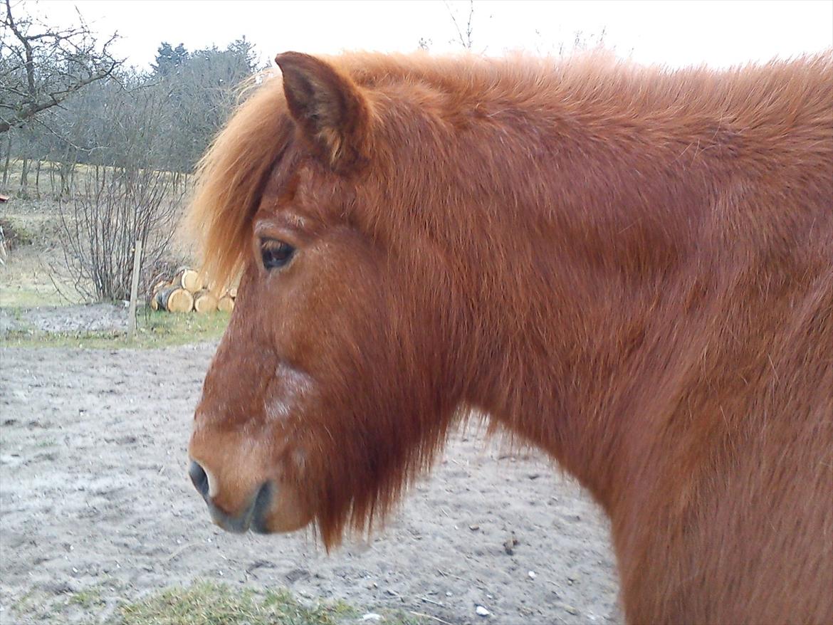 Islænder Loki billede 5