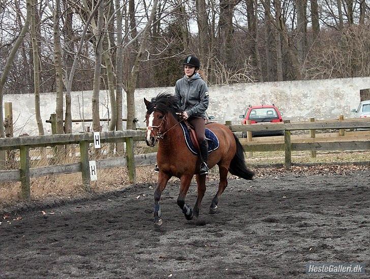 Anden særlig race Kentucky - kentucky træning
-taget af simone tak :* billede 6