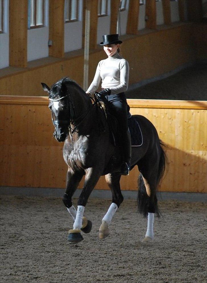 Tysk Oldenburger Don Dino - Marst 2011 -prøvede min hat for første gang   billede 3