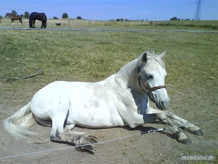 Anden særlig race Super star - Smukke Super billede 10