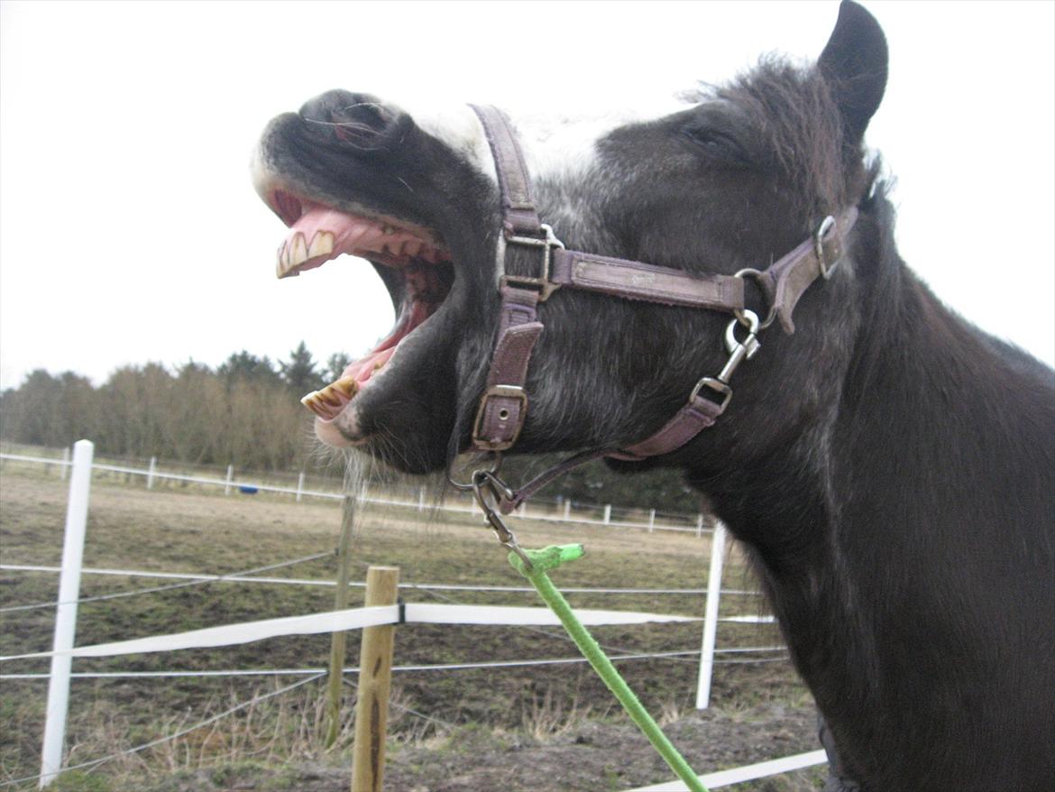 Anden særlig race Pondus - Pondus træt efter løsspring billede 10