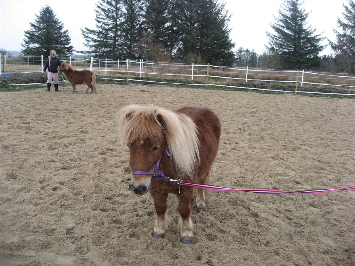 Miniature Serafina billede 10