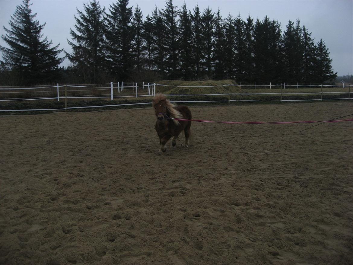 Miniature Serafina billede 11