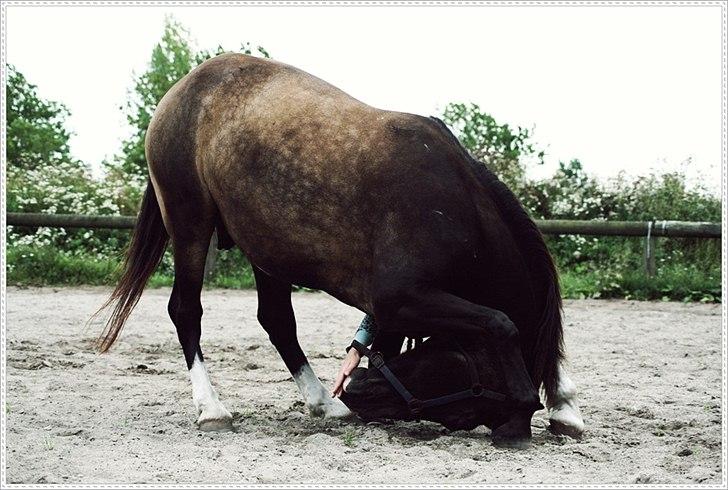 Anden særlig race Solly billede 15