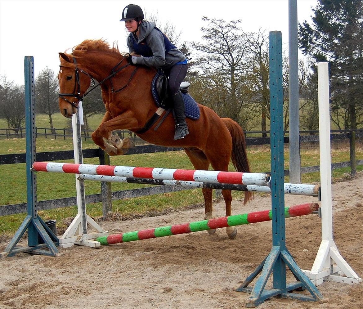 Tysk Sportspony Bacardi - hopper en meter <3 billede 20