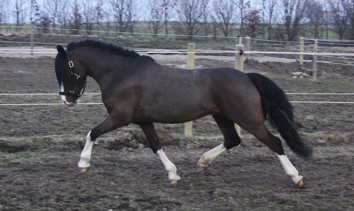 Welsh Pony af Cob-type (sec C) Thers Mickey Mouse - En LÆKKER hingstebasse jeg har! <3 billede 8