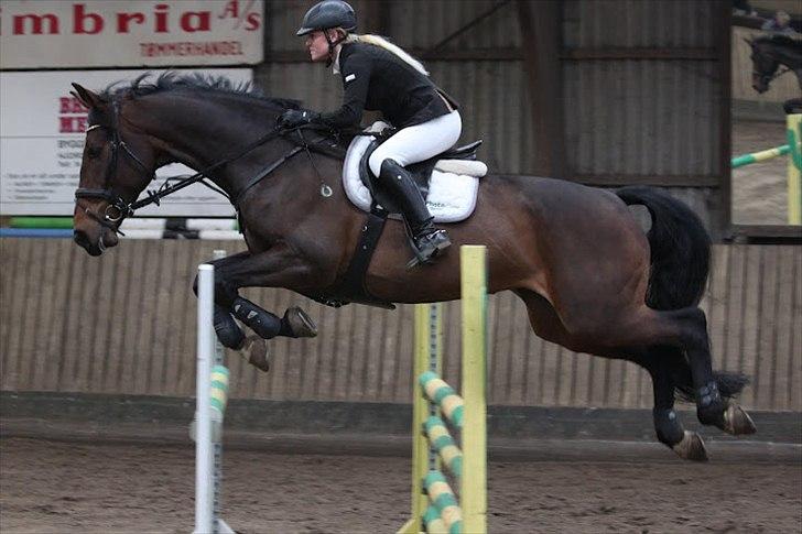 Dansk Varmblod Olympia - Tusinde tak til Anne Krogh, som har taget billedet :)  billede 10