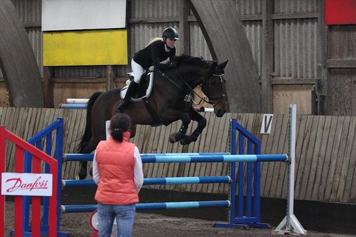 Dansk Varmblod Olympia - Tusinde tak til Anne Krogh, som har taget billedet :)  billede 12