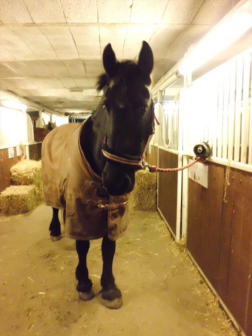 Frieser sietske van de sweach billede 1