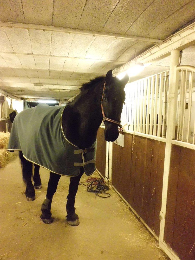 Frieser sietske van de sweach billede 3