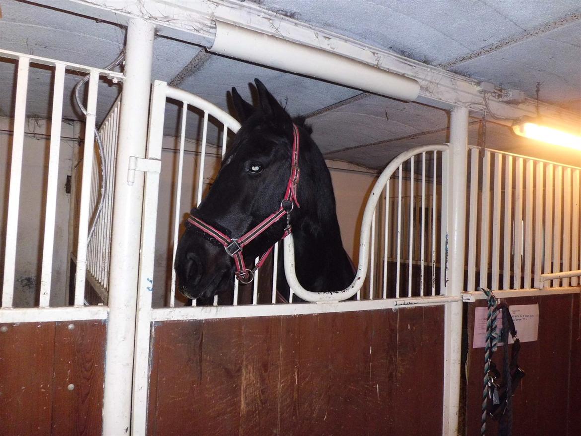 Frieser sietske van de sweach billede 5