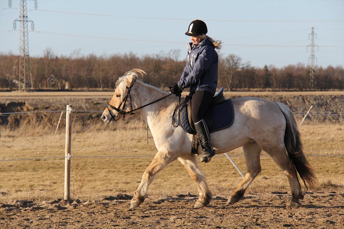 Fjordhest Sanita Dalsgaard - D. 12/03-2012 Foto: OMG billede 15