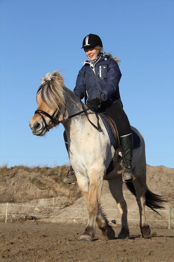 Fjordhest Sanita Dalsgaard - D. 12/03-2012 Foto: OMG billede 4