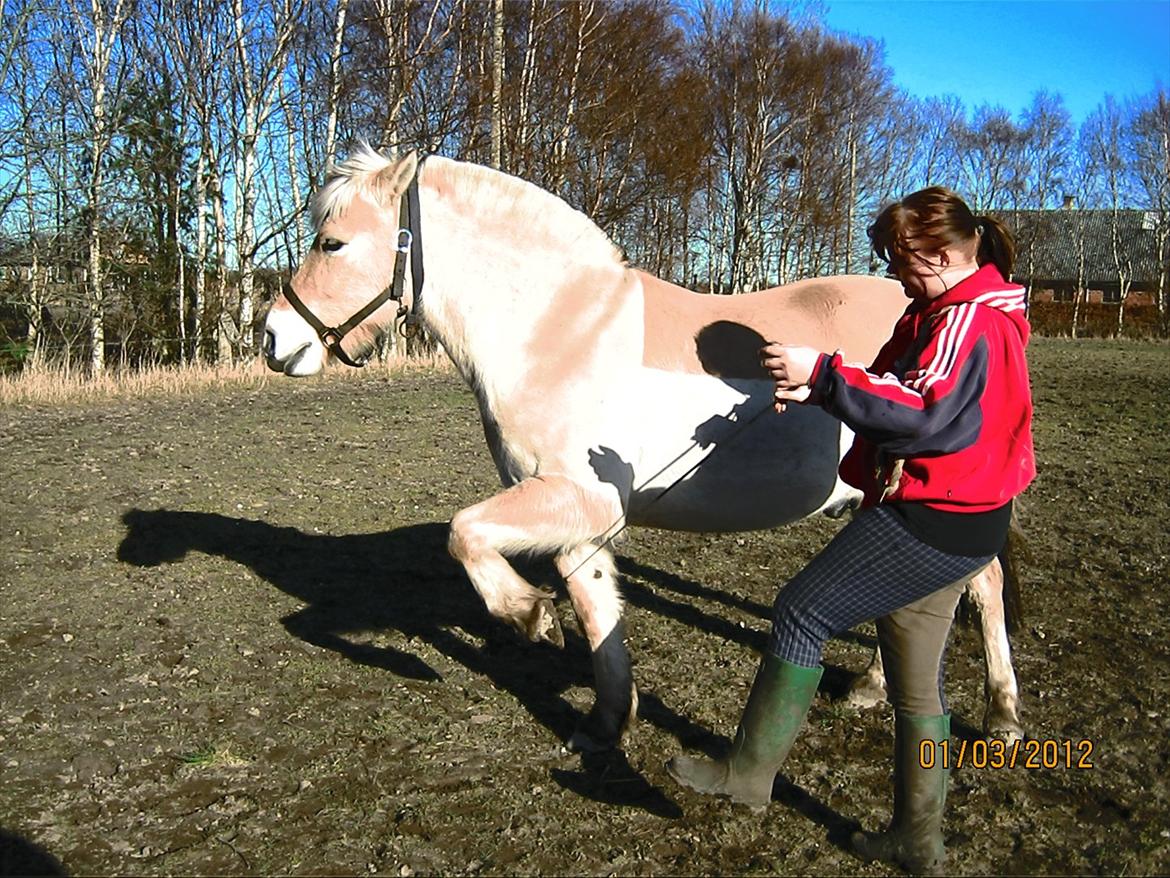 Fjordhest felix R.I.P billede 13