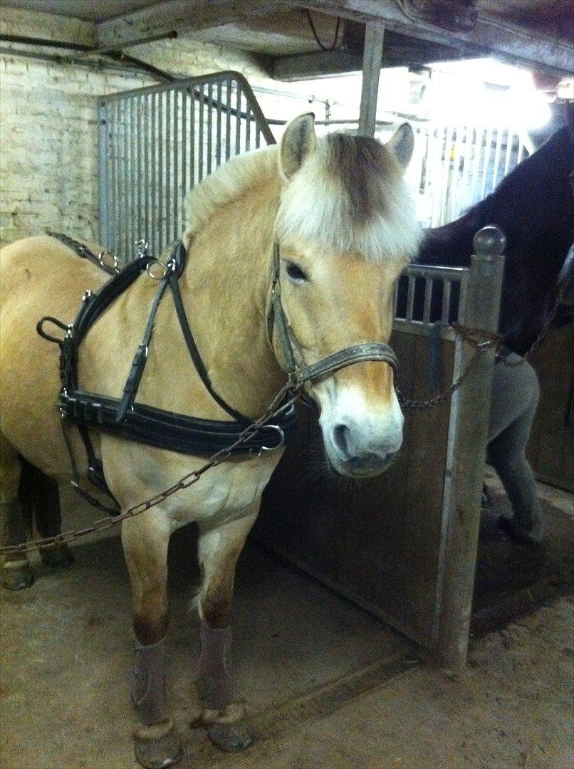 Fjordhest Amalie Stanstorp - smækker lækker pony med nye pegasus gamacher - klar til undervisning hos Kurt Klindt :-) billede 18