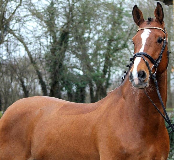 Dansk Varmblod Carat V *TS* billede 3