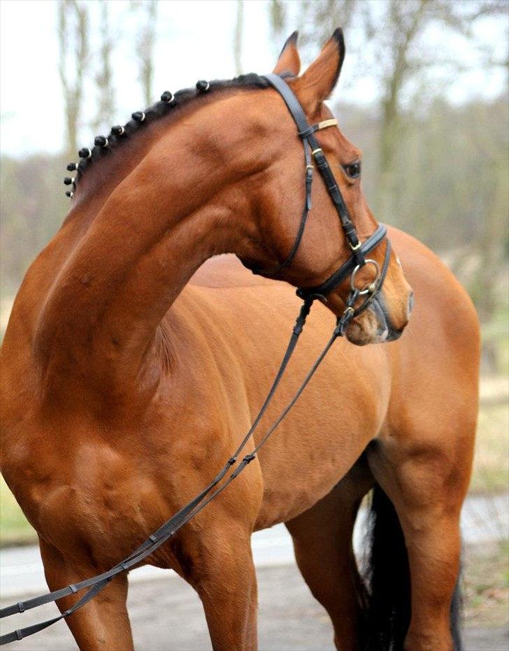 Dansk Varmblod Carat V *TS* billede 4