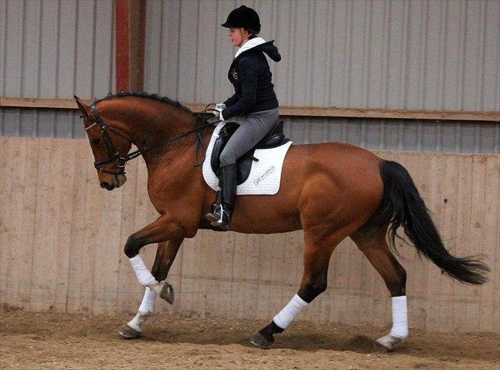 Dansk Varmblod Carat V *TS* billede 5