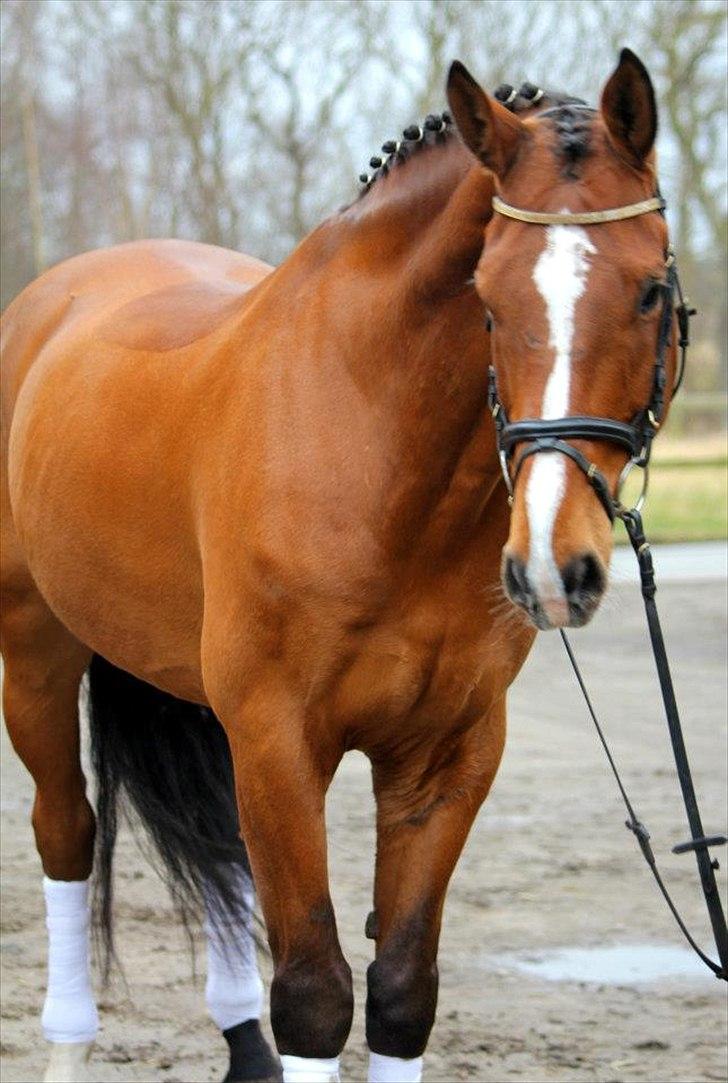 Dansk Varmblod Carat V *TS* billede 6