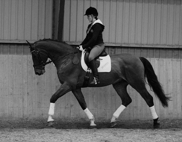 Dansk Varmblod Carat V *TS* billede 7