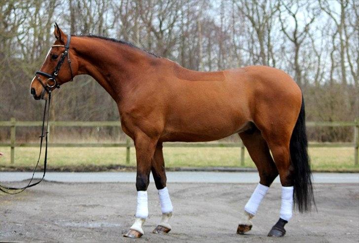 Dansk Varmblod Carat V *TS* billede 9