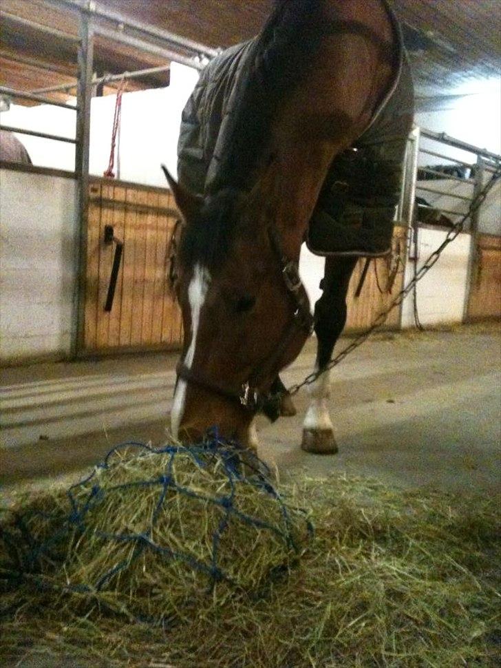 Dansk Varmblod Carat V *TS* billede 10