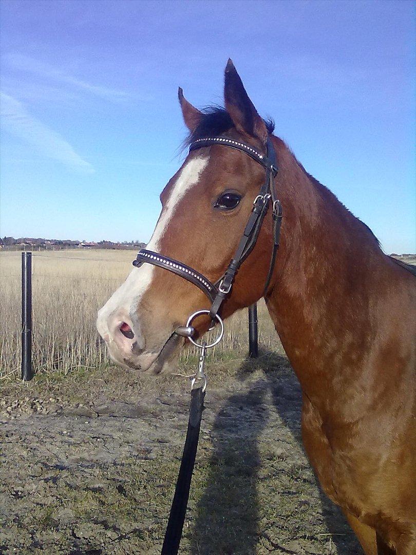 Anden særlig race /Araber Cheval - Min smukke dreng <3 billede 2