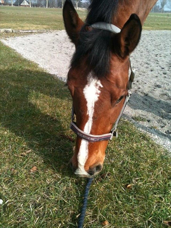 Dansk Varmblod Carat V *TS* billede 11