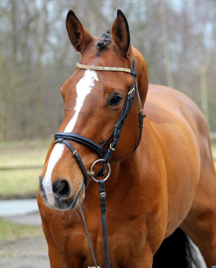 Dansk Varmblod Carat V *TS* billede 12