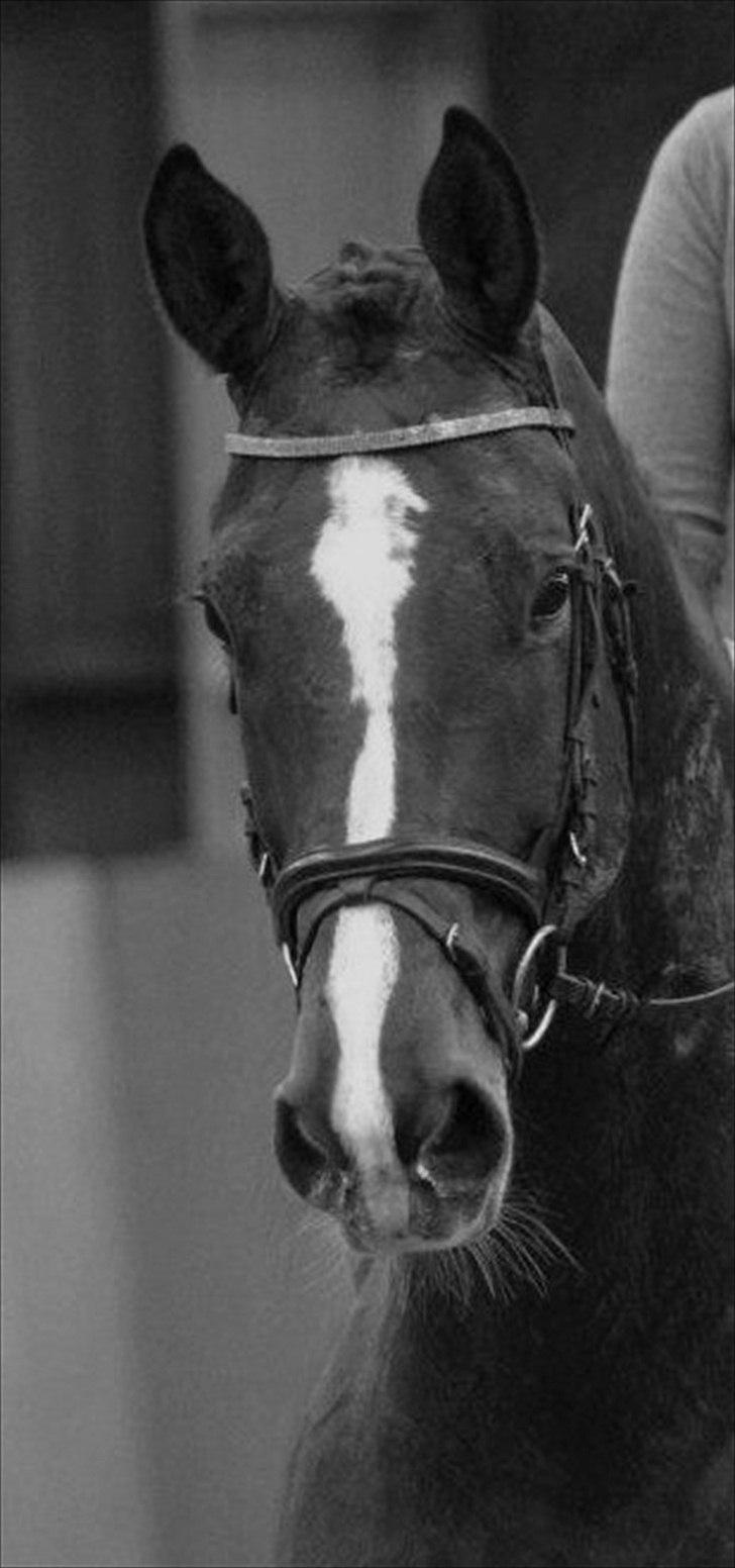 Dansk Varmblod Carat V *TS* billede 13