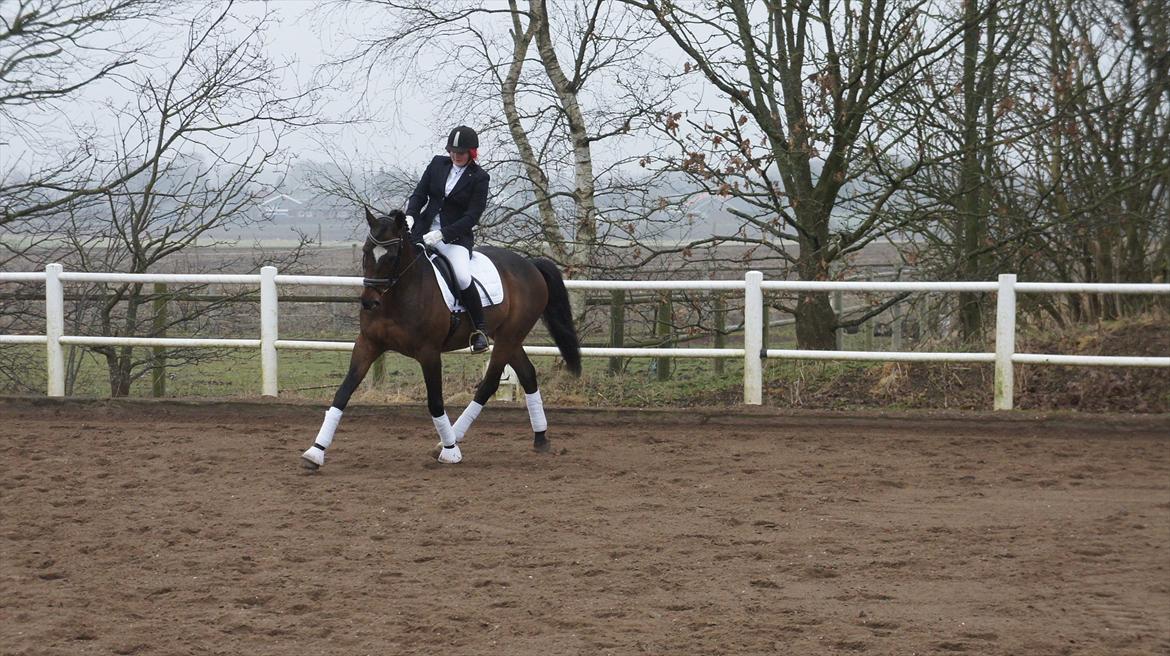 Fuldblod (XX) Valliang *Min stjerne* - *NYT* Jeg og Valle til stævne på vdr d. 18 marts 2012 billede 20