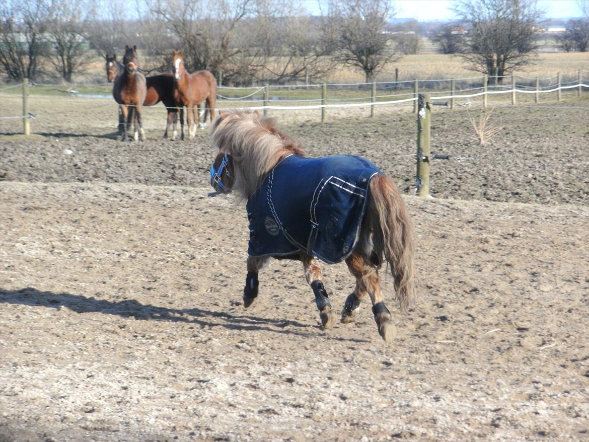 Shetlænder Rosie aka lynet mcqueen xD (min egen) - Hun kan godt NÅR hun vil :) billede 2