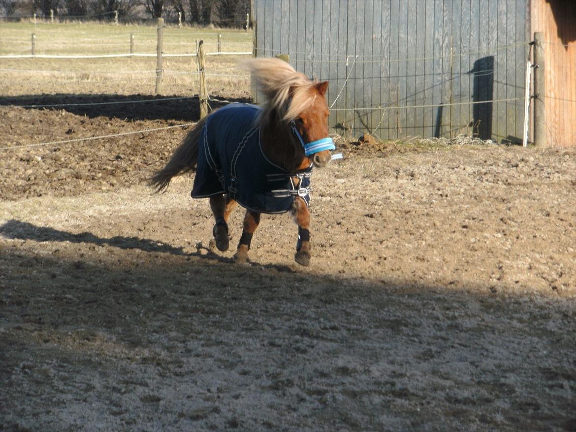 Shetlænder Rosie aka lynet mcqueen xD (min egen) - Smukke smukke pony :) billede 3